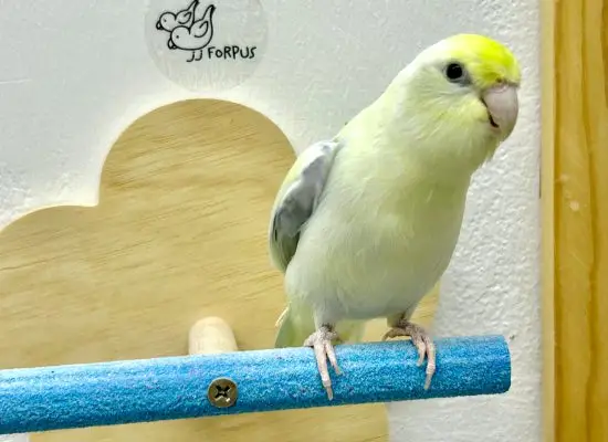 นกฟอพัส นิสัย
