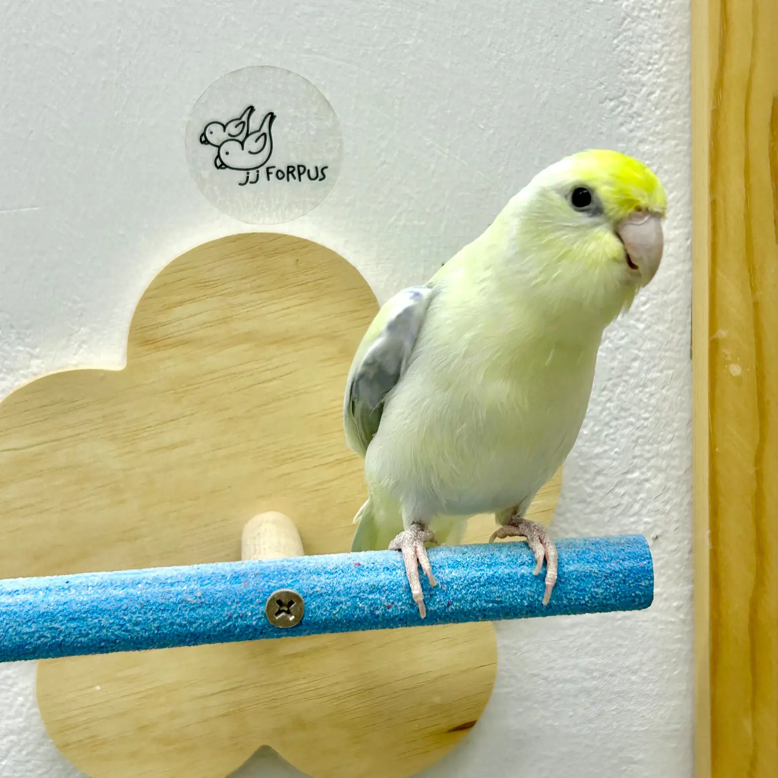 นกฟอพัส นิสัย